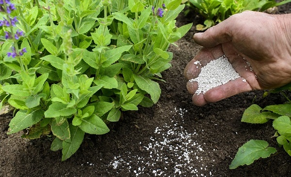 Tham Khảo Loại Phân Bón Làm Tăng Độ Chua Của Đất