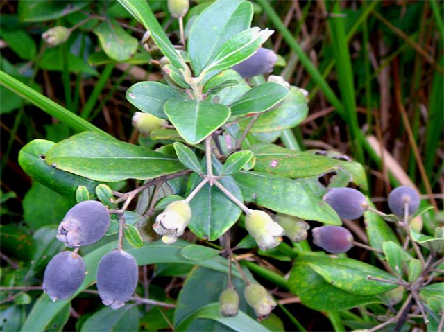 Những Công Dụng Đạc Biệt Của Quả Sim Sơn La