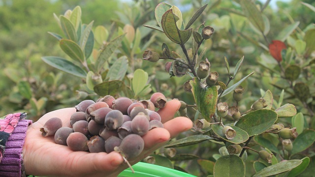 Ngoài quả sim, lá sim cũng được tận dụng như một vị thuốc