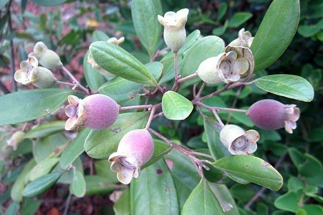 Quả sim có công dụng rất tốt với phụ nữ sau sinh và người bị suy nhược cơ thể