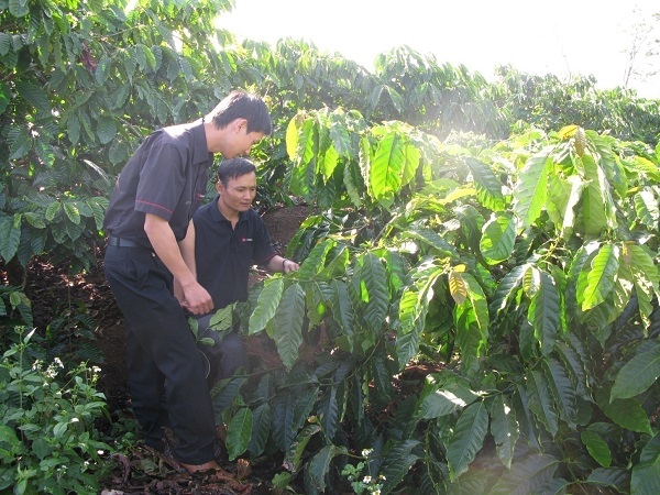 Hiện tại có nhiều loại thuốc hoá học phòng trừ rệp sáp ở cây cà phê