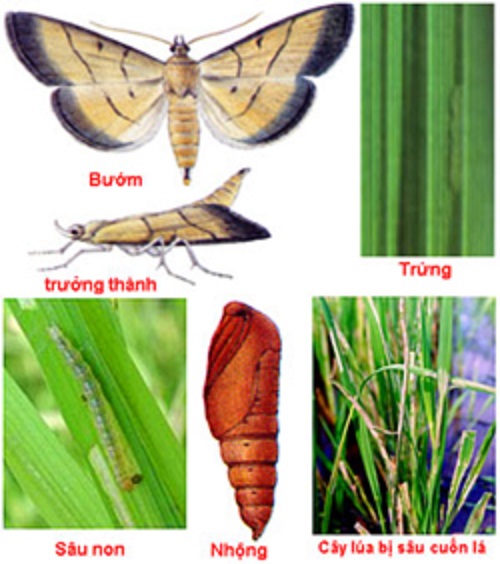 Sâu cuốn lá lúa có vòng đời ngắn nên thời gian hình thành từ nhộng thành sâu rất nhanh