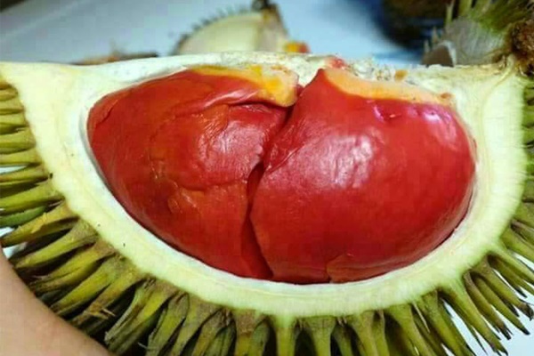 Kỹ Thuật Trồng Và Chăm Sóc Sầu Riêng Ruột Đỏ