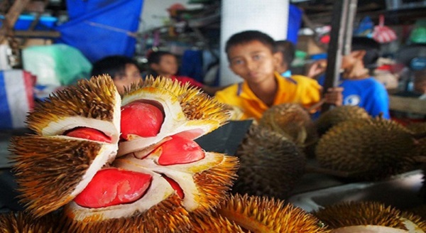 Thời vụ trồng sẩu riêng ruột đỏ thích hợp nhất là từ tháng 5 - 8 dương lịch 