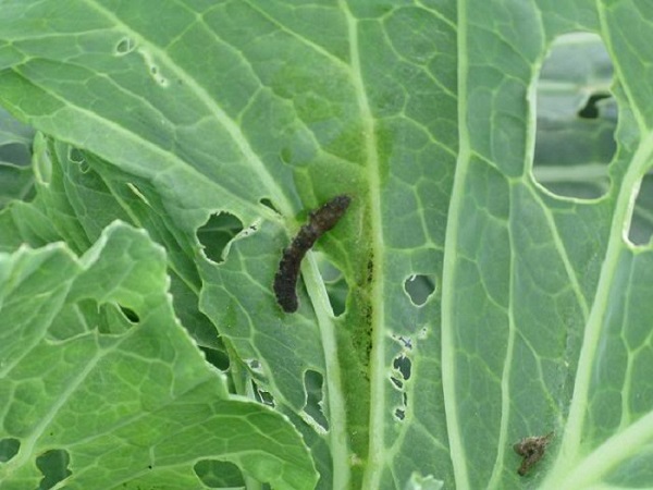 Biện Pháp Phòng Trừ Sâu Tơ Hại Bắp Cải