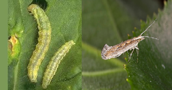 Sâu tơ hại bắp cải mỗi lứa có thể đẻ từ 50 - 200 trứng