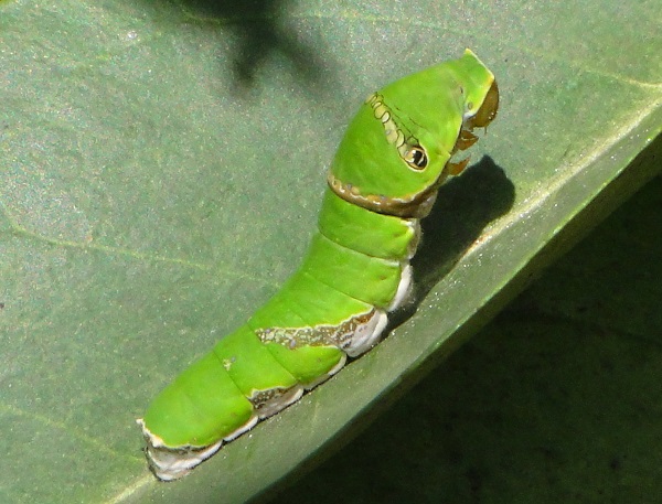 Sâu Xanh Bướm Trắng - Kẻ Thù Của Rau Màu