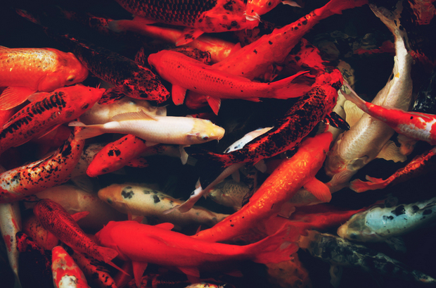 Nuôi cá Koi – quốc ngư xứ Phù Tang đem lại tài lộc cho gia chủ