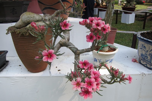 Cách trồng hoa sứ Thái bằng hạt