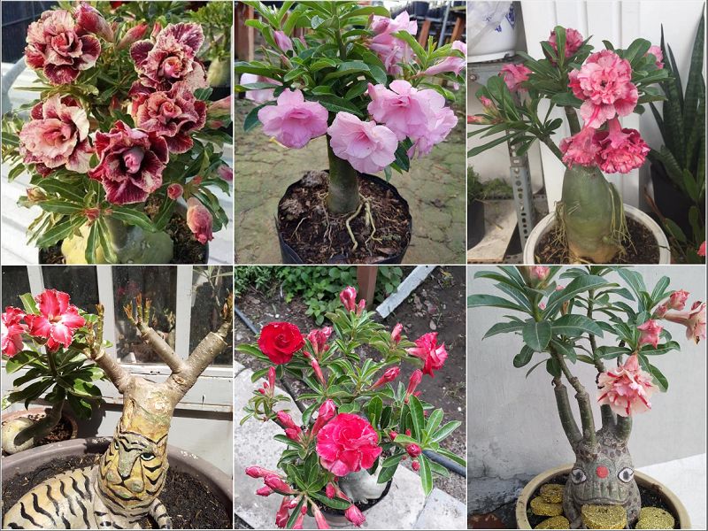 Cách trồng hoa sứ Thái bonsai