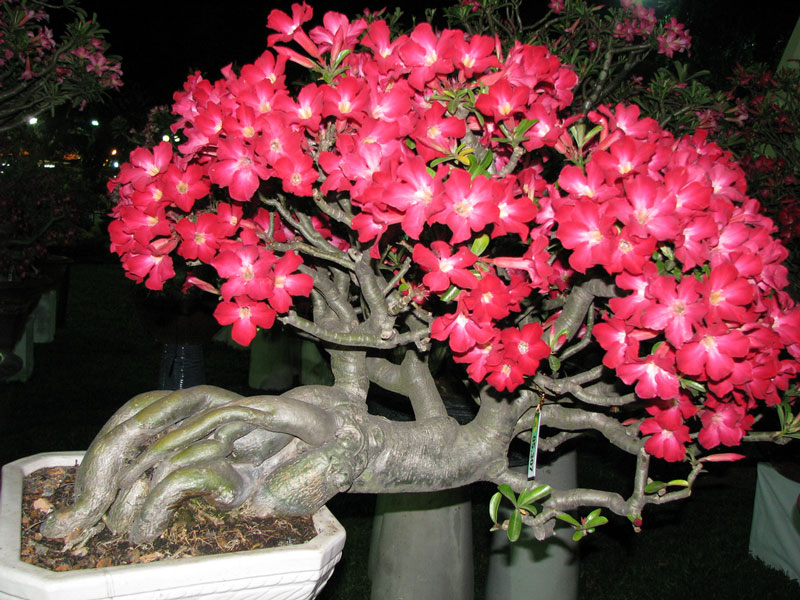 Thoát nghèo nhờ trồng sứ Thái