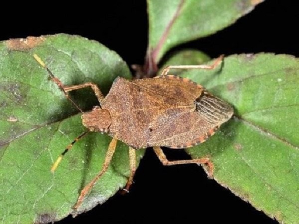 Mách Bà Con Những Loại Thiên Địch Của Rầy Nâu