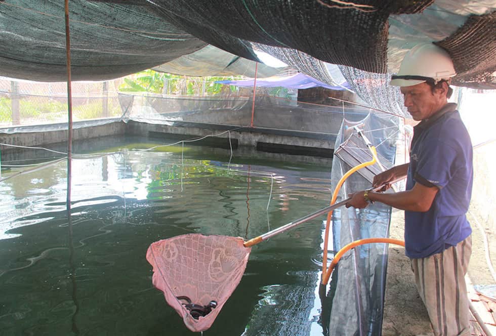 Chọn và thả giống cá chình