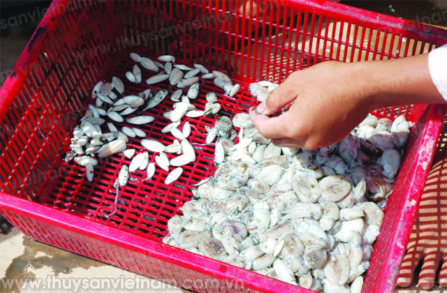 Chế biến thức ăn cho cá basa