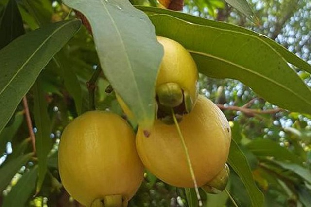 Cây Lý không yêu cầu quá cao về điều kiện chăm sóc và  môi trường sống