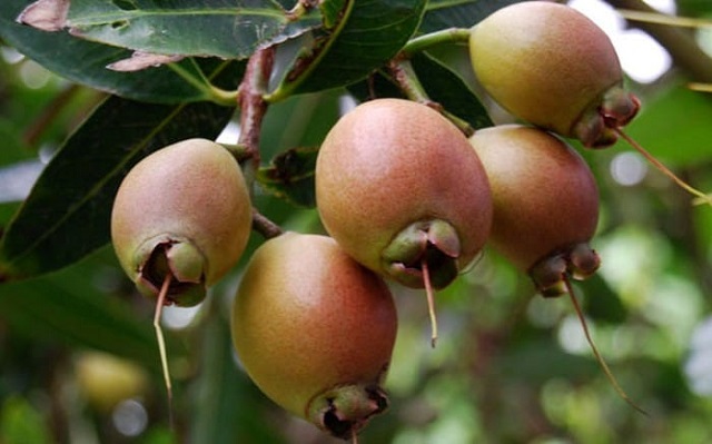 Những Điều Độc Đáo Chỉ Có Ở Trái Lý Miền Tây