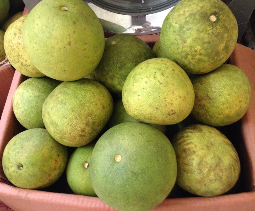 Bưởi Đoan Hùng có một ưu điểm là thời gian bảo quản tương đối lâu