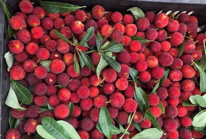 Những Loại Trái Cây Đặc Sản Miền Bắc Có Vị Ngon Mê Mẩn