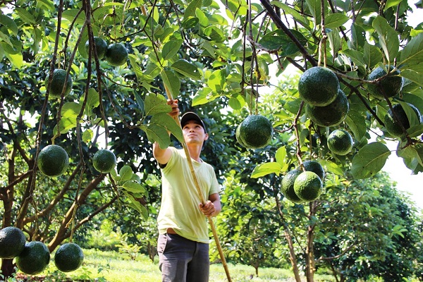 Có Thể Trồng Cây Bơ Ở Miền Bắc Hay Không?