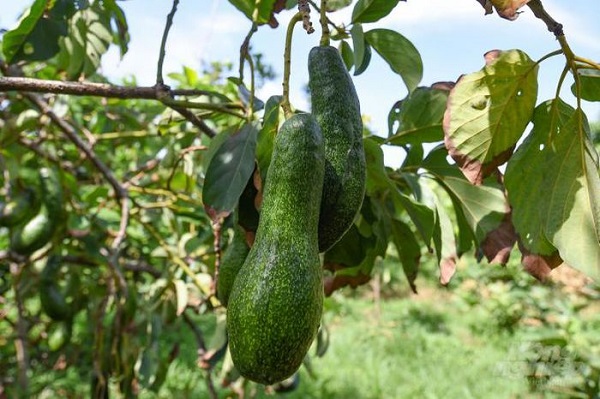 Khi chọn cây bơ giống bà con nên chú ý chọn những cây khoẻ mạnh, kháng bệnh tốt