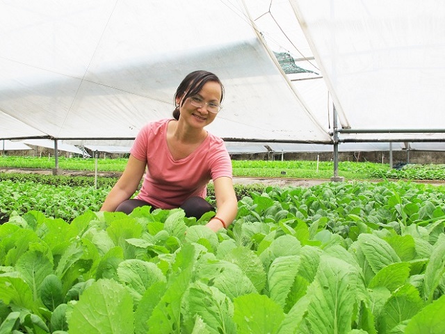 Mô hình trồng rau Organic phải có sự hỗ trợ tư vấn kỹ thuật từ các chuyên gia