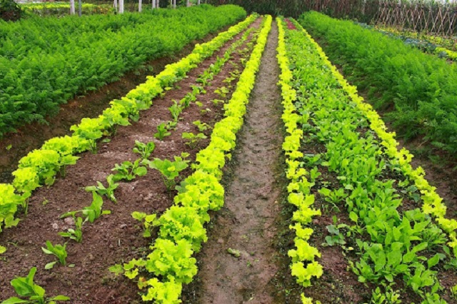 Điểm Nổi Bật Trong Kỹ Thuật Trồng Rau Organic