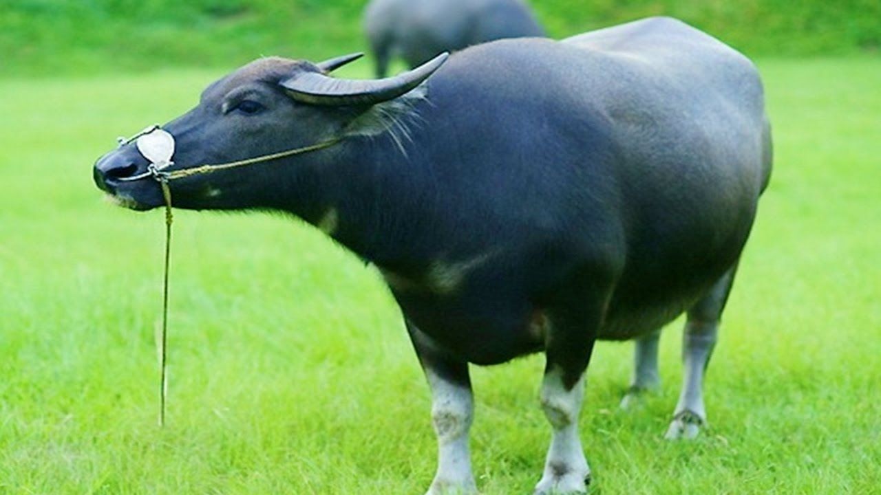 Chia sẻ bí kíp nuôi trâu vỗ béo hiệu quả nhất