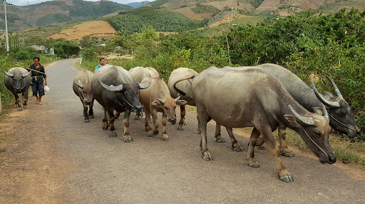 Mô hình chăn thả nuôi trâu vỗ béo
