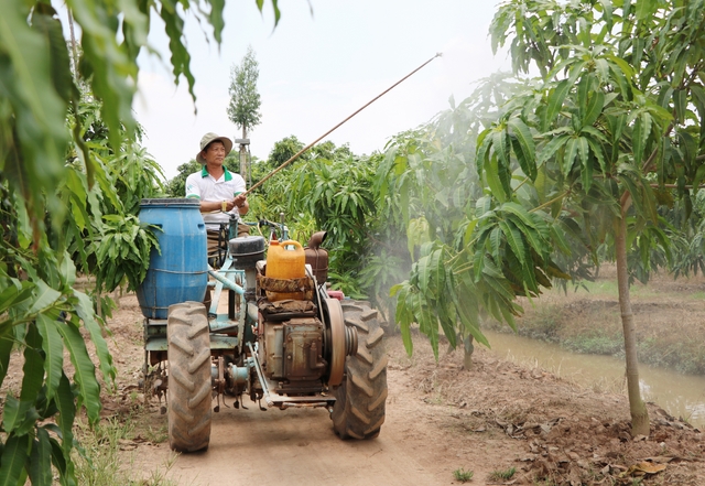 Vườn xoài của ông Nguyễn Văn Đi