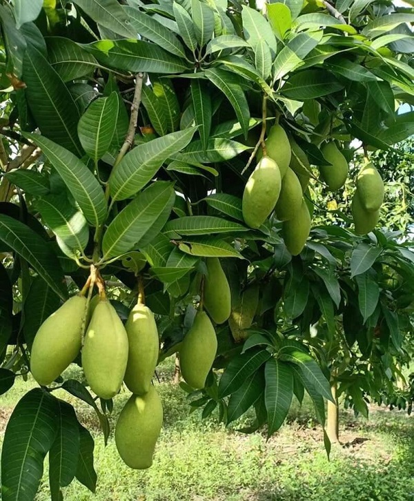 Dù xanh nhưng thịt xoài keo vẫn vàng và ngọt, giòn, chua nhẹ