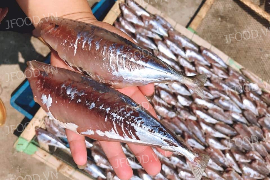 Đặc sản cá nục 1 nắng ngon nức tiếng biển Quảng Ninh