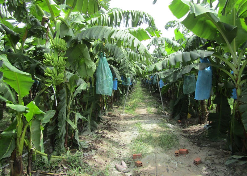 Đất trồng chuối lùn
