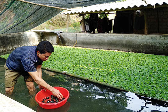 Ao nuôi ốc nhồi