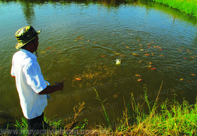 các loại cá nước ngọt