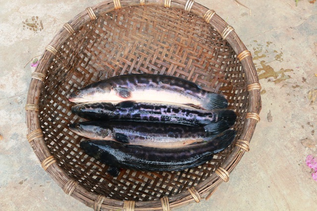 kỹ thuật nuôi cá lóc bông