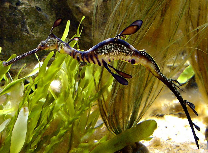 nuôi cá ngựa nước ngọt