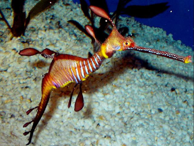 nuôi cá ngựa nước ngọt