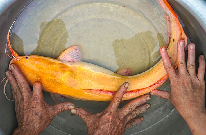 nuôi cá trê vàng