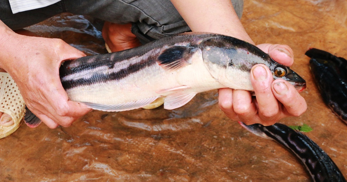 kỹ thuật nuôi cá lóc bông