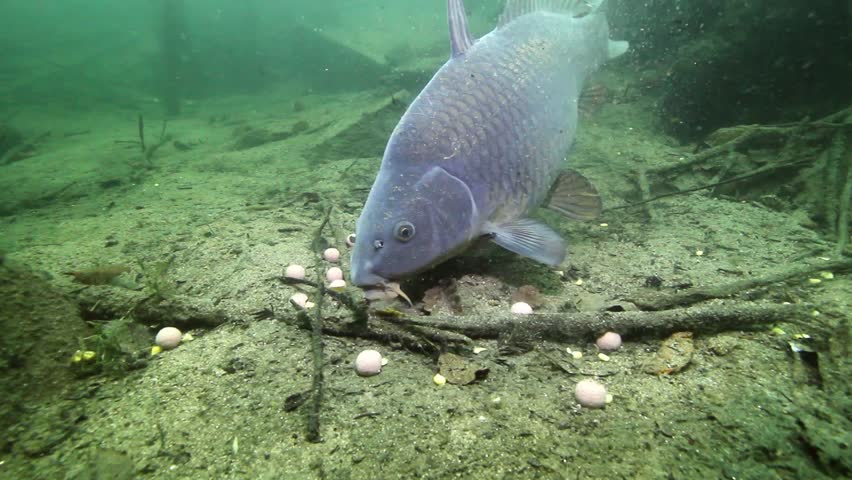 thức ăn của cá chép