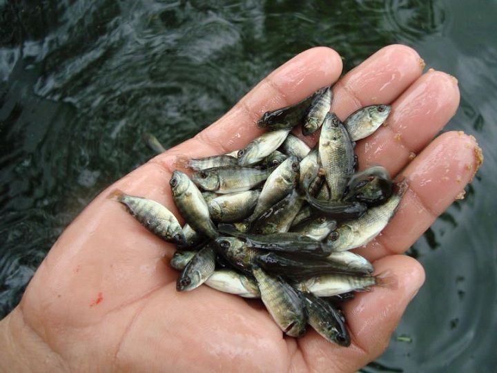 giá cá rô đồng