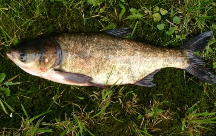 các loại cá nước ngọt