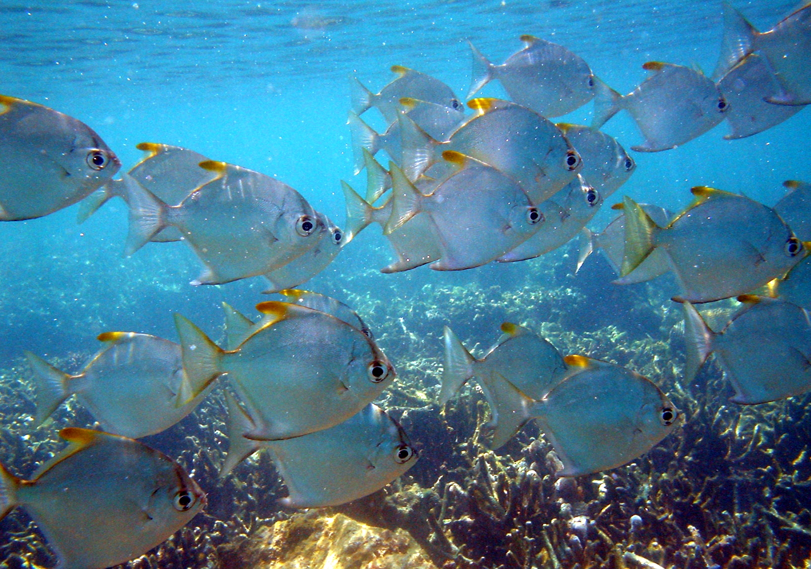 cá chim nước ngọt