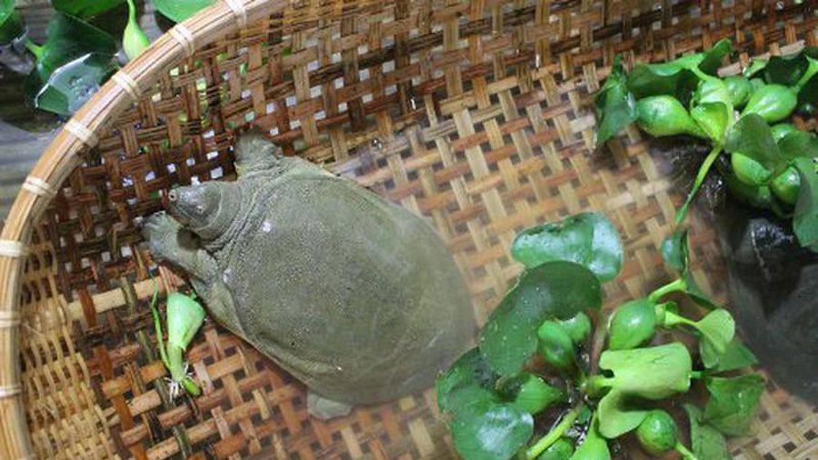 nuôi ba ba trong bể xi măng