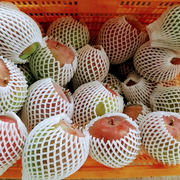 Bảo Quản Xoài Sau Thu Hoạch Bằng Phương Pháp Nào Hiệu Quả