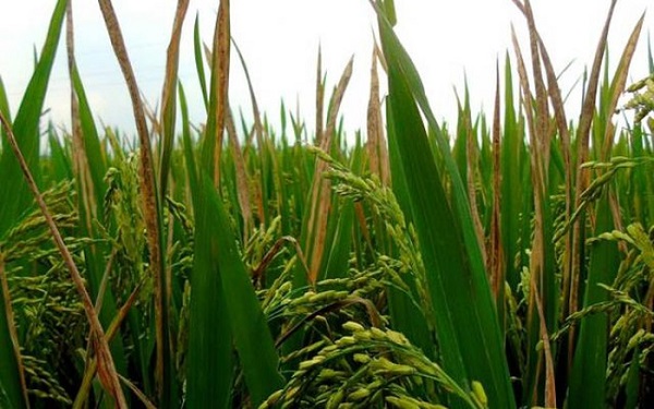 Bệnh đốm nâu hại lúa do một số loại nấm gây ra