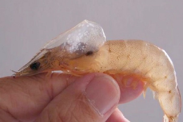 Biểu hiện dễ nhận tháy nhất trên tôm bị bệnh là những đốm lấm tấm màu trắng