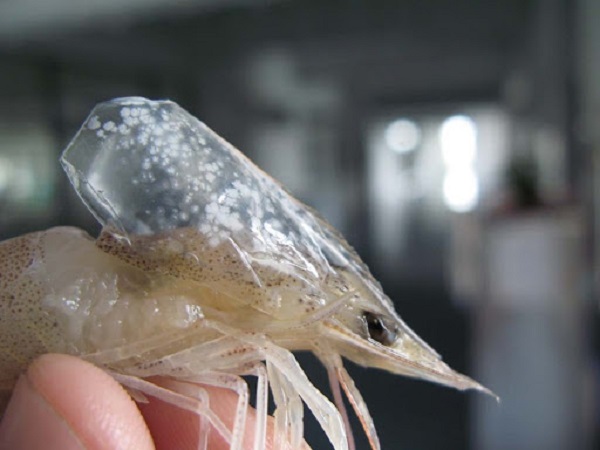 Bệnh Đốm Trắng Trên Tôm Do Đâu? Cách Xử Lý Thế Nào?