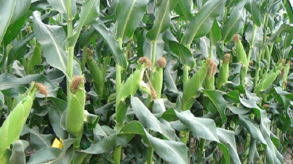Để vườn bắp tránh bị bệnh gỉ sắt thì việc dọn dẹp tàn dư của mùa vụ trước là điều không thể bỏ qua