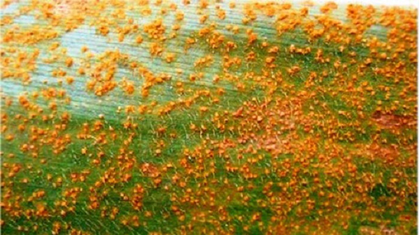 Bệnh Gỉ Sắt Ngô Có Cách Nào Để Phòng Trị?